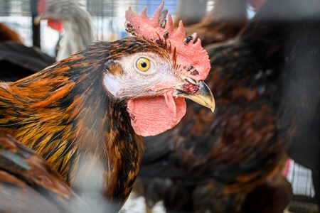 Indian chickens or hens on sale in cages at a live animal market on the roadside at Juna Bazaar in Pune, Maharashtra, India, 2021