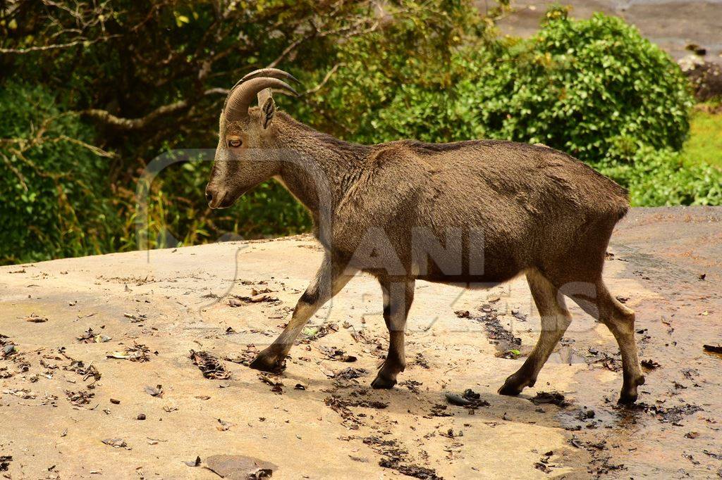 Indian tahr