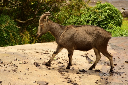 Indian tahr