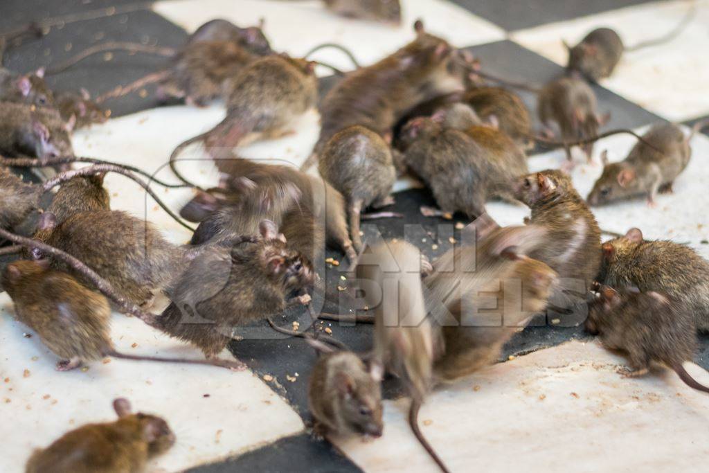 Man feeding urban rats at the Karni mata holy rat temple