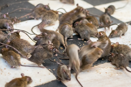 Man feeding urban rats at the Karni mata holy rat temple