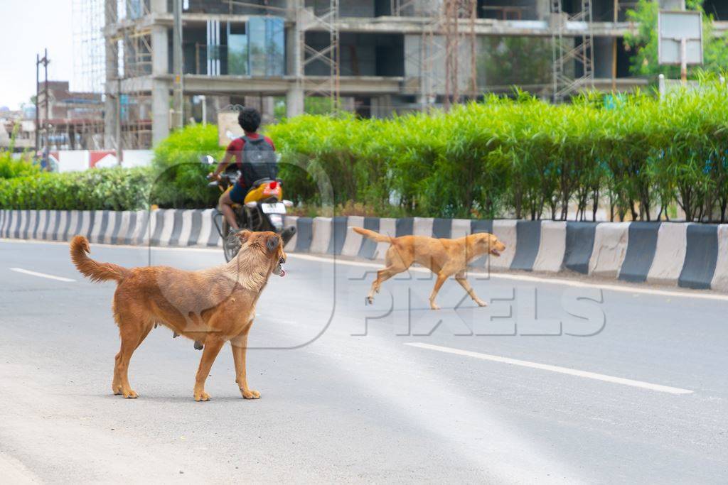 Indian street or stray dogs in road with motorbike and  traffic in urban city in Maharashtra in India