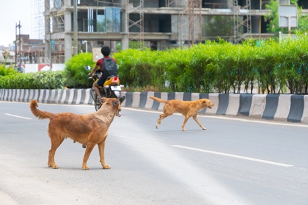 Indian street or stray dogs in road with motorbike and  traffic in urban city in Maharashtra in India