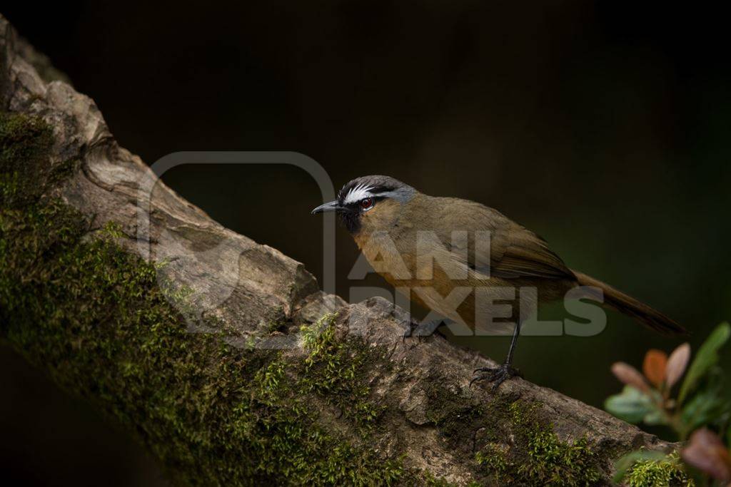 Black-chinned laughing thrush on mossy branch
