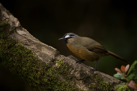 Black-chinned laughing thrush on mossy branch