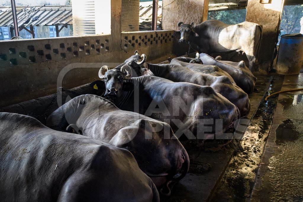 Indian buffaloes tied up in a line in a concrete shed on an urban dairy farm or tabela, Aarey milk colony, Mumbai, India, 2023