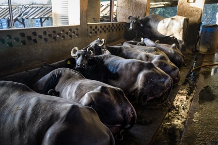 Indian buffaloes tied up in a line in a concrete shed on an urban dairy farm or tabela, Aarey milk colony, Mumbai, India, 2023