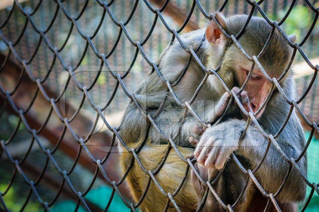 Sad macaque monkey behind fence in cage in Byculla zoo