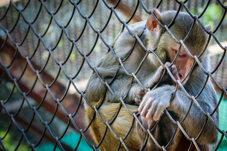 Sad macaque monkey behind fence in cage in Byculla zoo