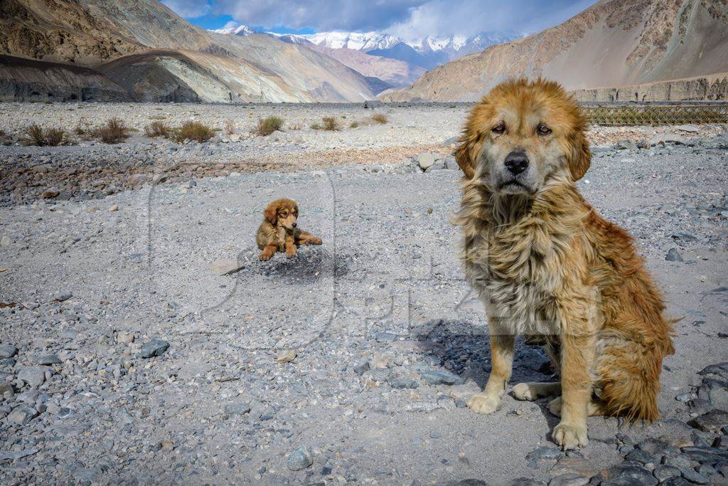 Fluffy Indian stray or street dogs in the mountains of Ladakh in the Himalayas in India with landscape background