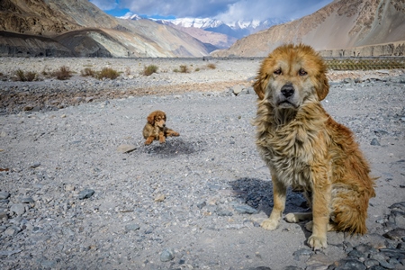 Fluffy Indian stray or street dogs in the mountains of Ladakh in the Himalayas in India with landscape background