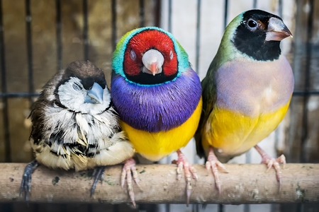 Colourful exotic finch birds on perch in cage on sale at Crawford pet market