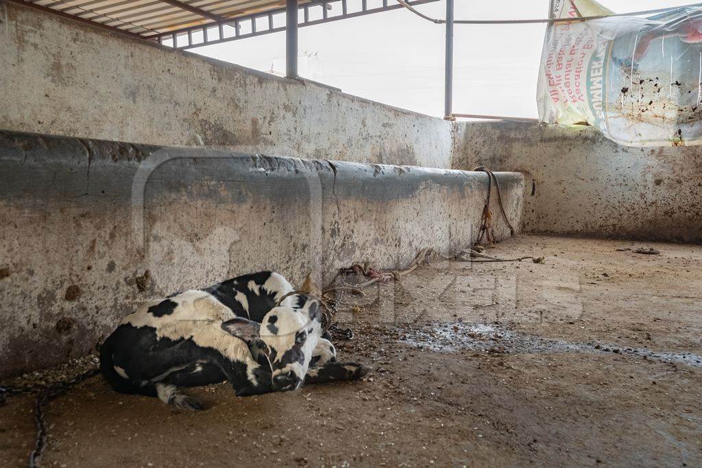 Photo of farmed Indian calf tied up alone away from his mother in an urban dairy farm in a city in Maharashtra, India