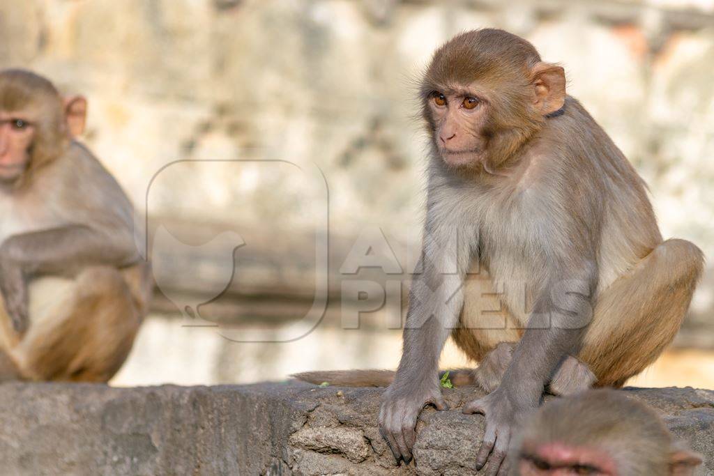 Two Indian macaque monkeys at Galta Ji monkey temple near Jaipur in Rajasthan in India
