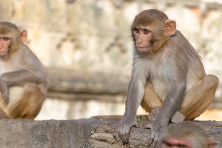 Two Indian macaque monkeys at Galta Ji monkey temple near Jaipur in Rajasthan in India