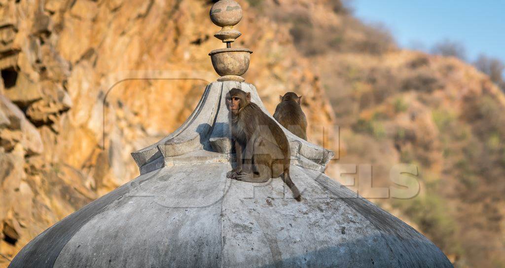 Macaque monkeys sitting on top of a temple at Galta Ji monkey temple in Rajasthan