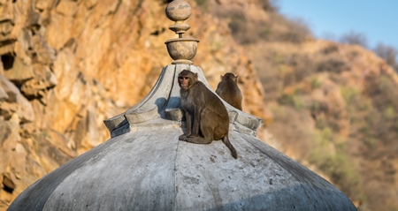 Macaque monkeys sitting on top of a temple at Galta Ji monkey temple in Rajasthan