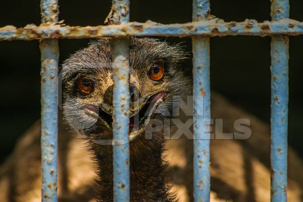 Emu with tattered feathers in dark and dirty cage behind bars in Byculla zoo