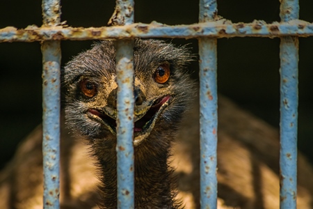 Emu with tattered feathers in dark and dirty cage behind bars in Byculla zoo