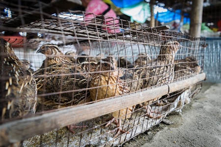 Small brown quail birds in a cage on sale at an exotic market