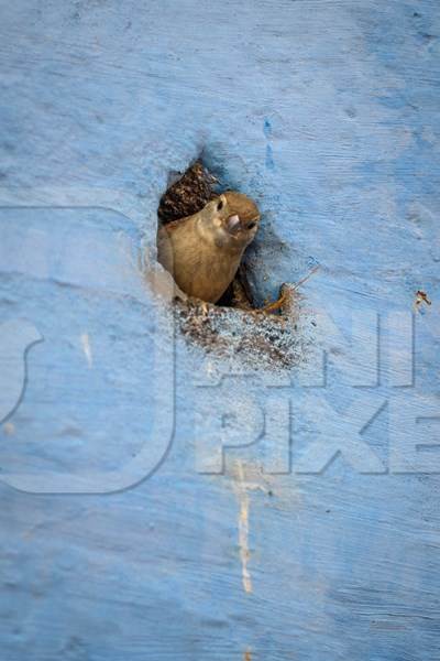 Indian house sparrow birds making nests in small holes in the walls of blue houses in the urban city of Jodhpur, Rajasthan, India, 2022