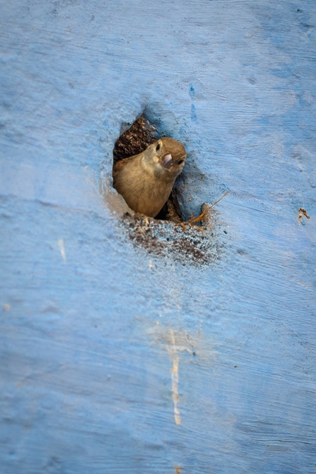 Indian house sparrow birds making nests in small holes in the walls of blue houses in the urban city of Jodhpur, Rajasthan, India, 2022