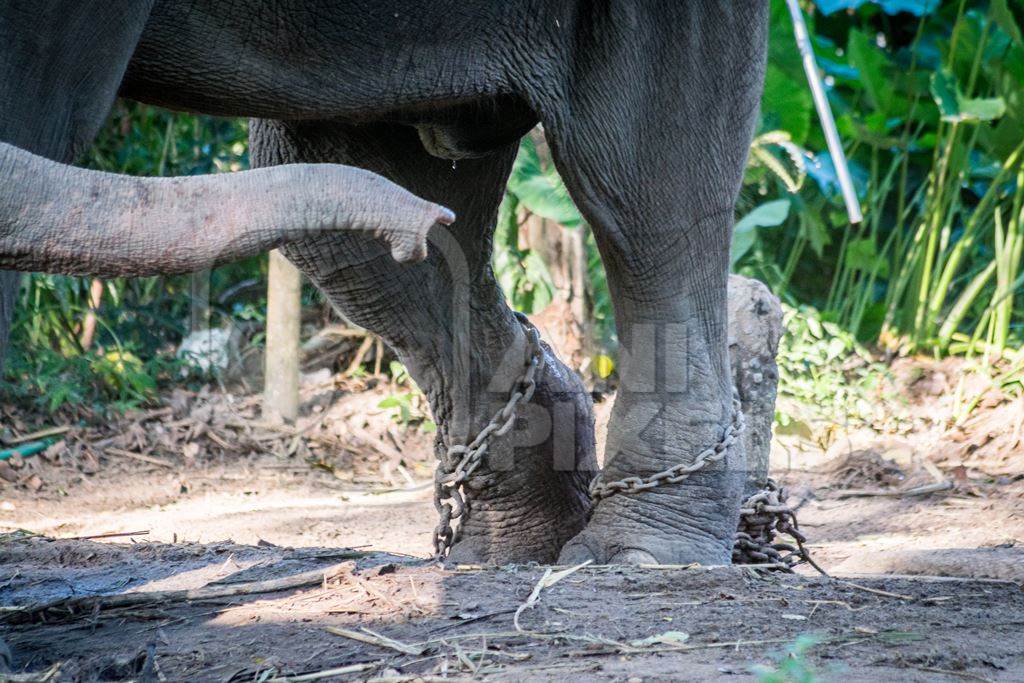 Captive elephant in chains at an elephant camp in Guruvayur in Kerala to be used for temples and religious festivals