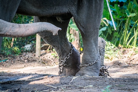 Captive elephant in chains at an elephant camp in Guruvayur in Kerala to be used for temples and religious festivals