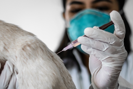 Street dog being vaccinated against rabies with anti rabies injection by veterinary doctor