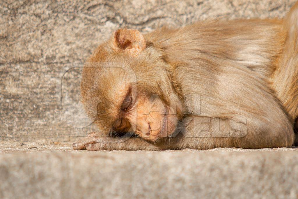 Photo of one Indian macaque monkey at Galta Ji monkey temple near Jaipur in Rajasthan in India