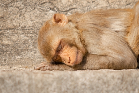 Photo of one Indian macaque monkey at Galta Ji monkey temple near Jaipur in Rajasthan in India