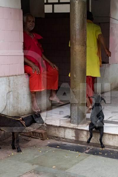 Baby goat being dragged for slaughter at Kamakhya temple