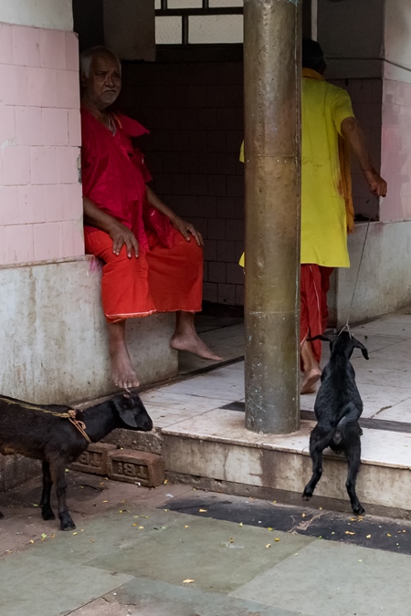 Baby goat being dragged for slaughter at Kamakhya temple