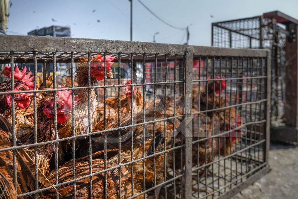 Indian brown laying hens or chickens with feather loss in cages at Ghazipur murga mandi, Ghazipur, Delhi, India, 2022