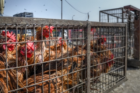 Indian brown laying hens or chickens with feather loss in cages at Ghazipur murga mandi, Ghazipur, Delhi, India, 2022