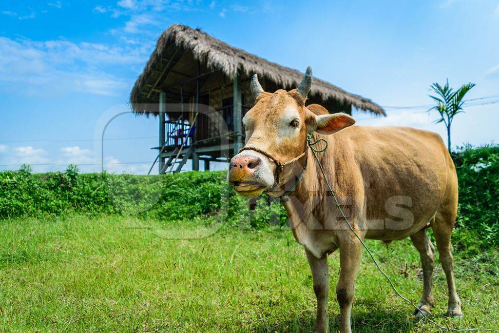Brown cow in green field with blue sky background in Assam