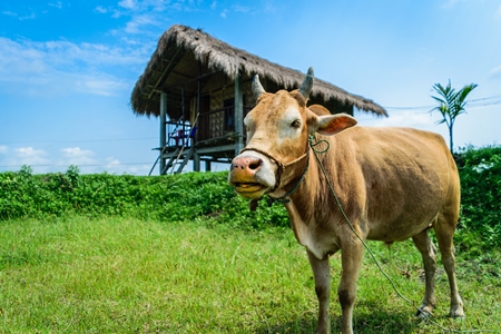Brown cow in green field with blue sky background in Assam