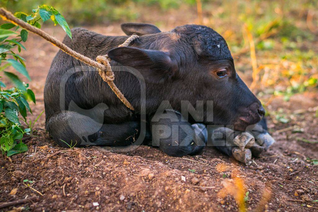 Small baby buffalo calf tied up in an urban dairy on the outskirts of a city