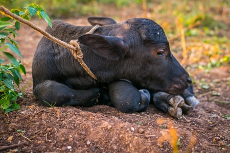 Small baby buffalo calf tied up in an urban dairy on the outskirts of a city