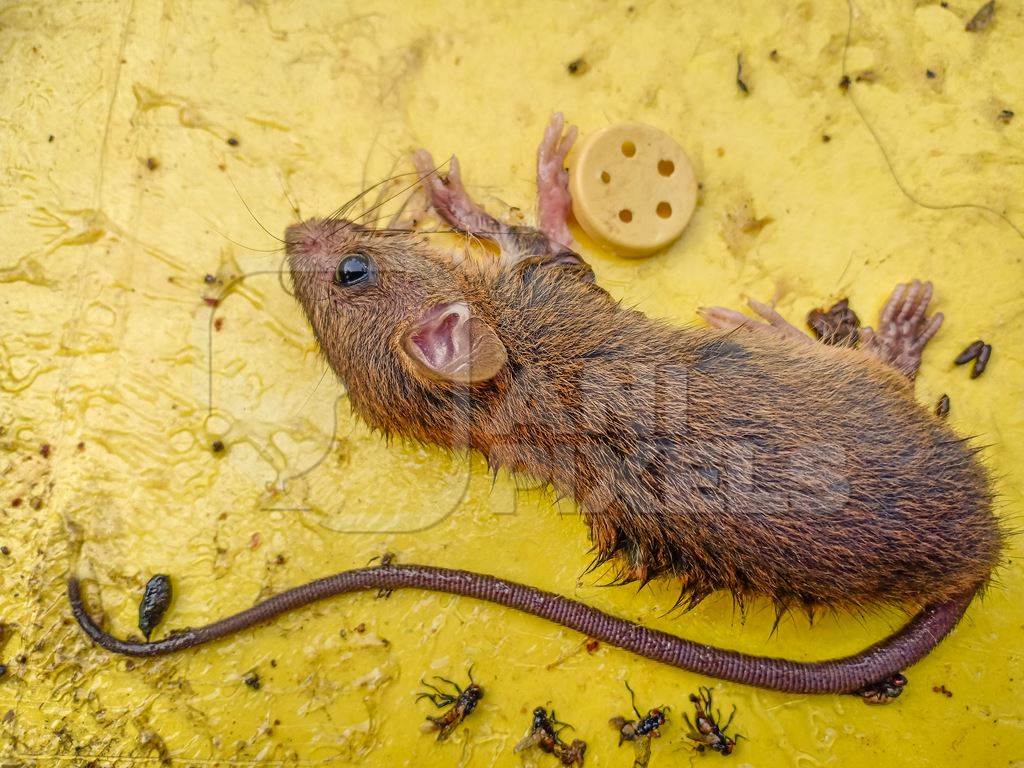 Indian brown house mouse caught on inhumane sticky glue trap, India, 2022