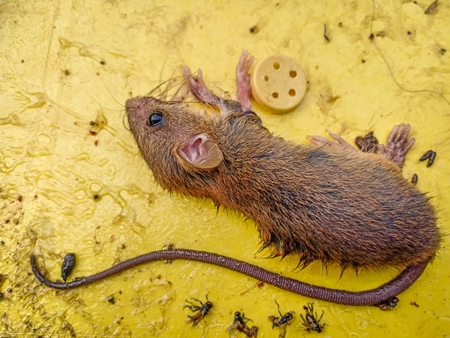 Indian brown house mouse caught on inhumane sticky glue trap, India, 2022