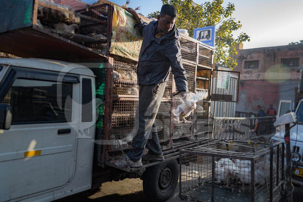 Indian broiler chickens thrown from a transport truck into smaller cages at a small chicken poultry market in Jaipur, India, 2022