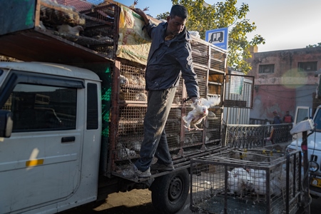 Indian broiler chickens thrown from a transport truck into smaller cages at a small chicken poultry market in Jaipur, India, 2022