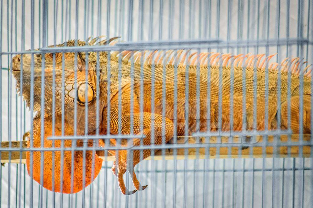 Large exotic reptile in cage on sale at Crawford pet market