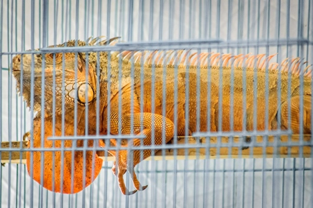 Large exotic reptile in cage on sale at Crawford pet market