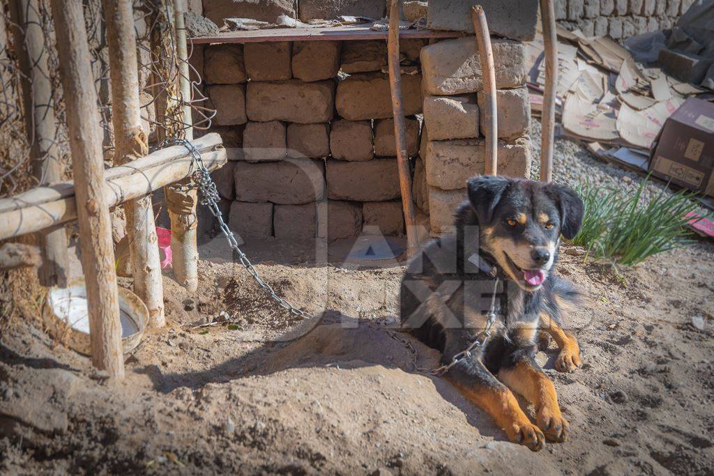 Pet dog chained up next to small kennel in Ladakh in the Himalaya mountains in India
