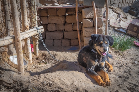 Pet dog chained up next to small kennel in Ladakh in the Himalaya mountains in India
