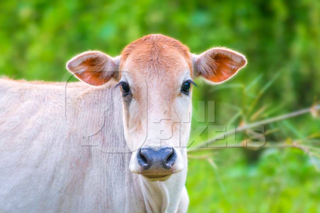 Pretty brown cows with green background in rural village