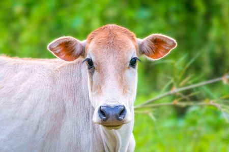 Pretty brown cows with green background in rural village