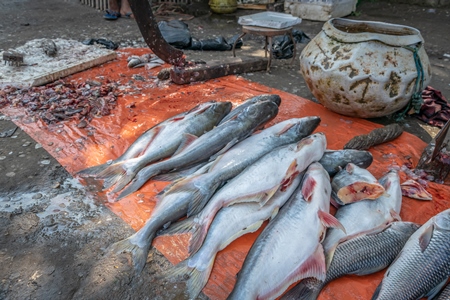 Fish laid out on the ground for sale at a fish market in Bihar